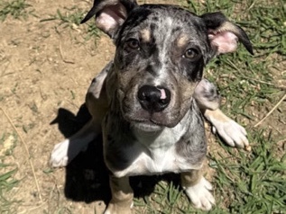 Catahoula Cur – Pitbull Catahoula Leapord mix for rehoming – Norfolk
