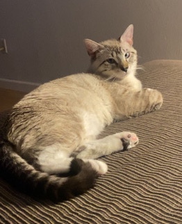 rehome cat