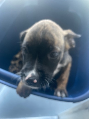 Cur/Pit Puppies