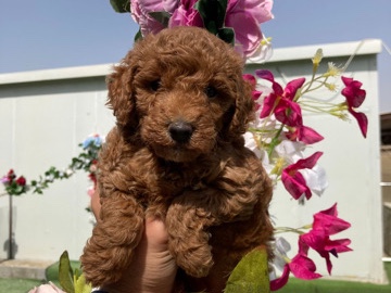 Poodle - Toy poodle  available for adoption in Dubai