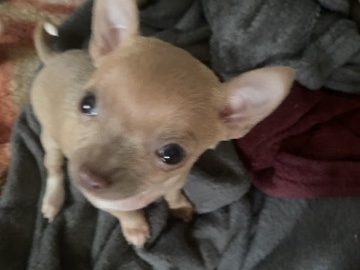 Chihuahua – Chihuahua puppy