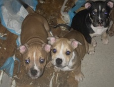 American pocket bullys pups