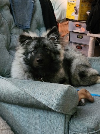 Keeshond – keeshond, captain io