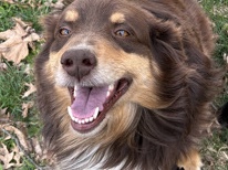 Australian Shepherd – Australian shepherd – St. Louis
