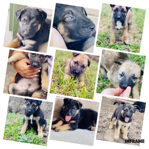 German Shepherd – German Shepherd Puppies