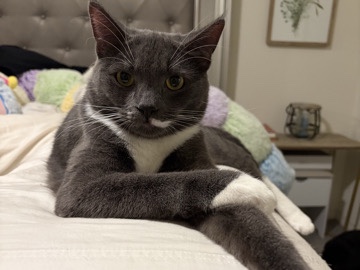 Friendly Family cat – Fontana