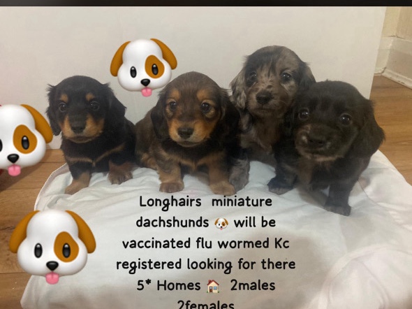 Dachshund – Long Haired miniature dachshunds – Birmingham