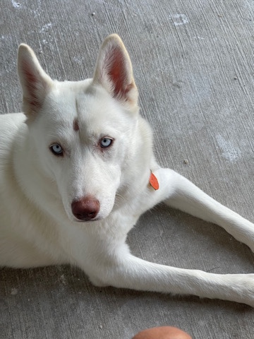 Siberian Husky – pure breed Siberian husky