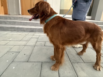 Golden Retriever - Golden Retriever available for adoption in Dubai