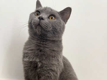 British Shorthair – British shorthair – London