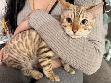 Bengal - female bengal available for adoption in Miami