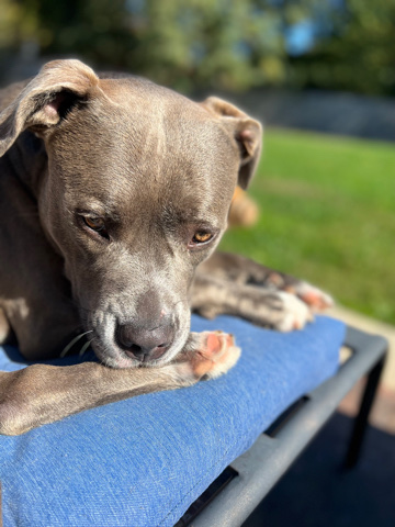 American Staffordshire Terrier – blue nose