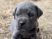 Cane Corso – Cane Corso Puppies – Dinuba