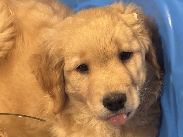 Golden Retriever – AKC Golden Retrievers – Rainier