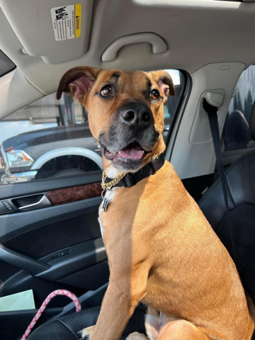 Rhodesian Ridgeback – Charlie