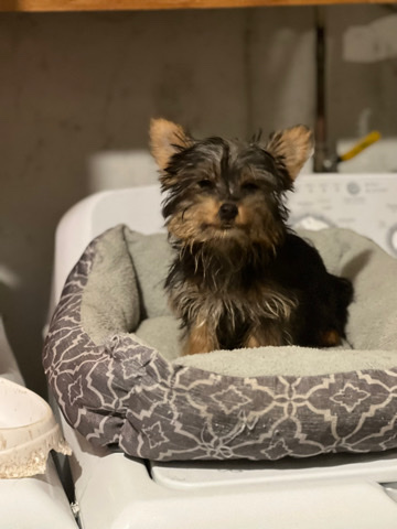 Australian Silky Terrier – Silkys Needing a loving home