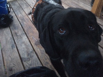 Labrador Retriever – Loki