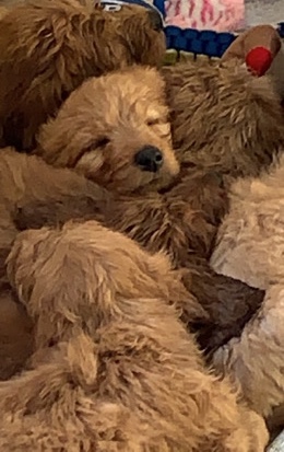 Goldendoodle puppies