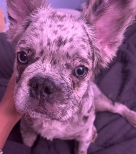 French Bulldog – Merle Fluffy French Bulldog for sale! (Exotic Pup)
