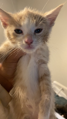 Persian (Modern) – Selling kittens