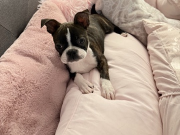 🐾 Meet Stella –  Boston Terrier Puppy Looking for a Loving Home 🐾