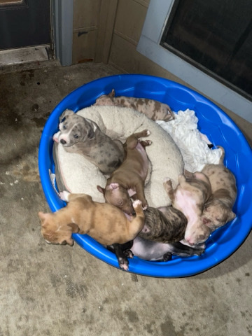 American Pit Bull Terrier – pitbull terrier