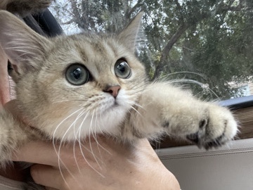 Exotic golden tabby British scotish gold 