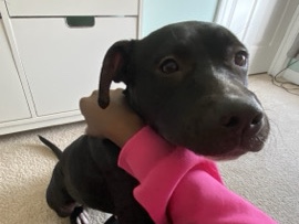 American Pit Bull Terrier – Rehoming – Gastonia