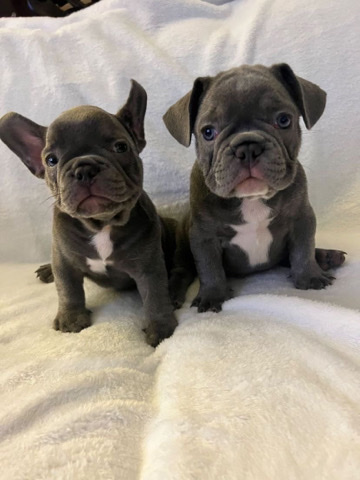 petshome%2Fadverts%2FEJTffzksuIRsD66pEv6j%2Fmain image