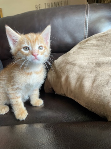 Russian White, Black and Tabby – kittens need to be rehomed