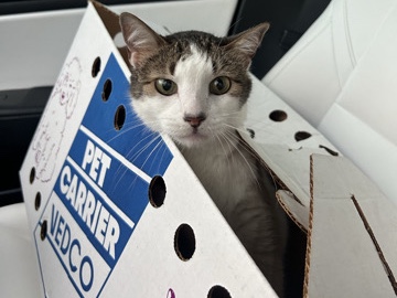 Adult cat needs loving home – Sun City West