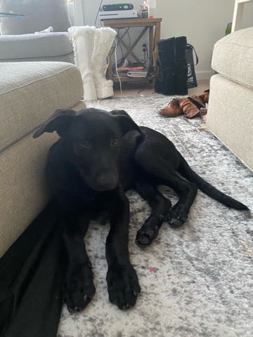 German Shepherd – fully black German shepherd for sale!!