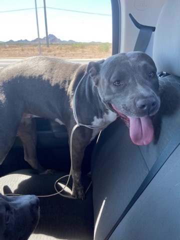 free blue nose pit bull