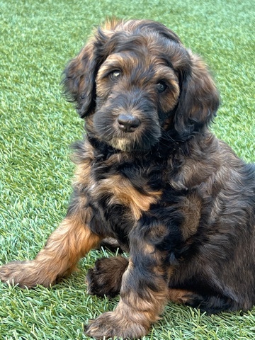 bernedoodle
