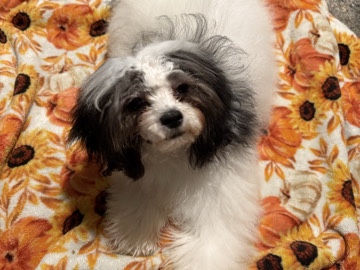 Yorkie Poo – shorkie poo – Grand Prairie