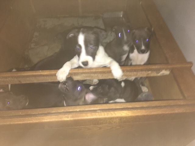 pittski & beabull designer pupps