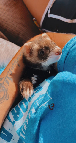 ferret – Male Ferret
