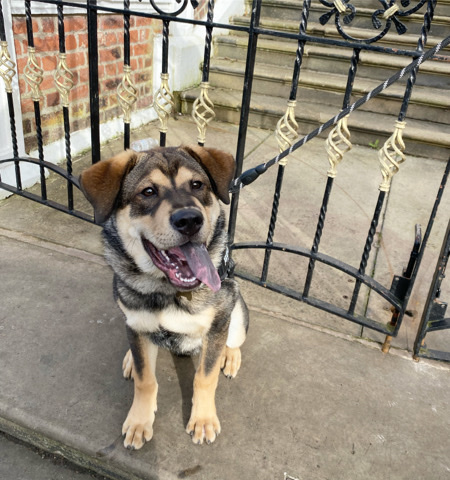 Chow Chow – 6 month old ChowChow X Husky