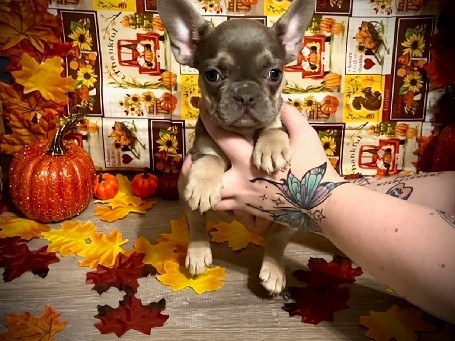 French Bulldog – Sirius – Anna