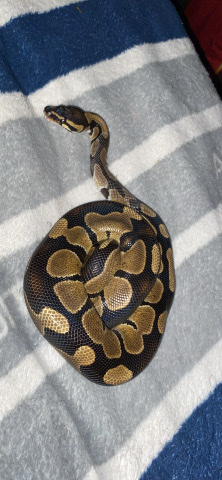 New Home for Ball Python