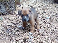 Australian Shepherd – Australian Shepard/slight mix w/ Staffordshire terrier – Sandy