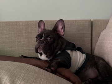 French Bulldog – dog for sale – Atlanta