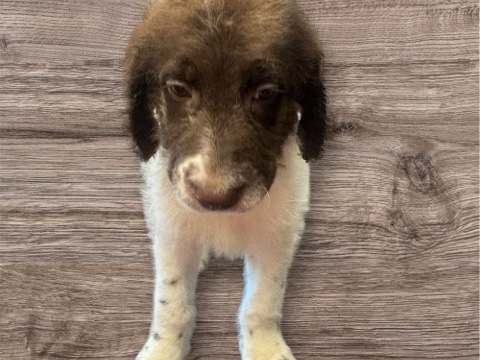 Labradoodle – labradoodle – Carlisle