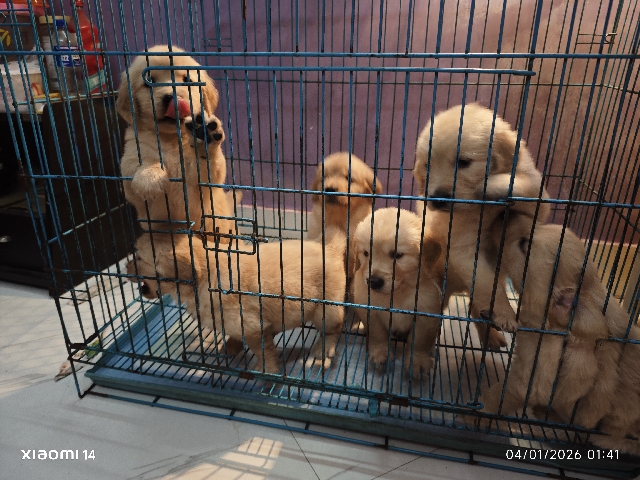 Golden Retriever – golden retriever puppies – Kolkata