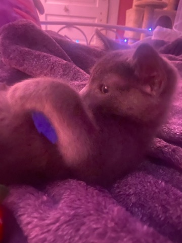 Adorable grey kitty for sale