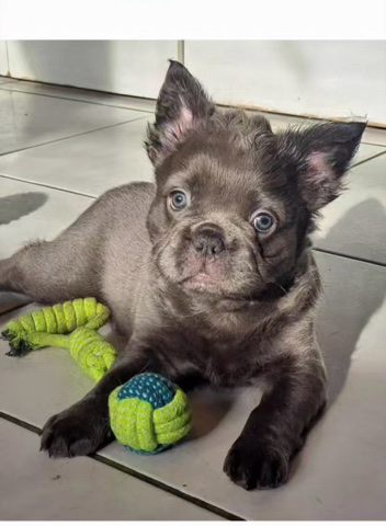 French Bulldog – frenchie