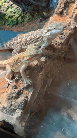 lizard – bearded dragons