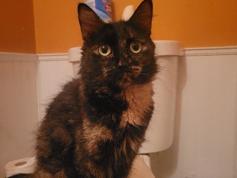 Beautiful Cat for Rehoming ❤️ – Brampton