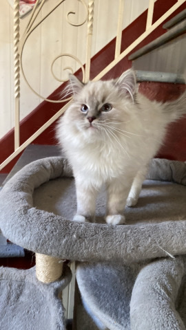 Ragdoll – Fluffy fooferz