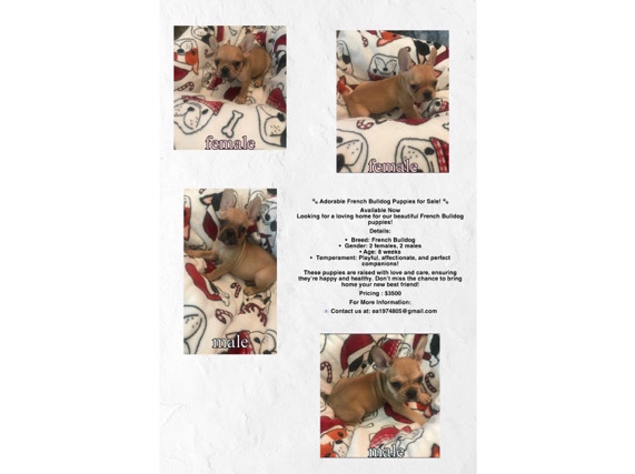 French Bulldog – French Bulldogs for Rehoming